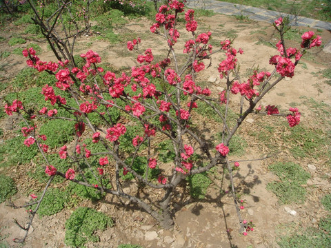 碧桃花