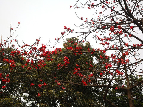 木棉花