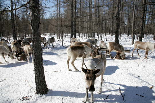 驯鹿踏雪寻觅苔藓