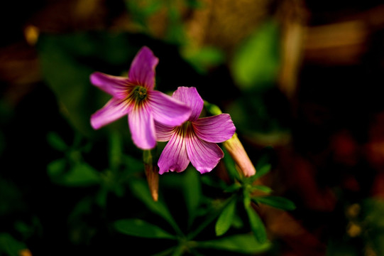 春花烂漫