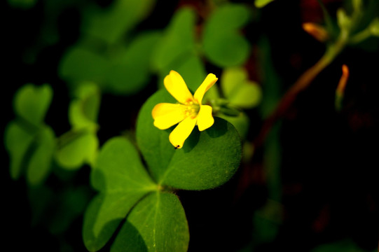 春花烂漫