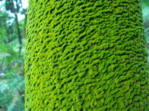 树皮苔藓