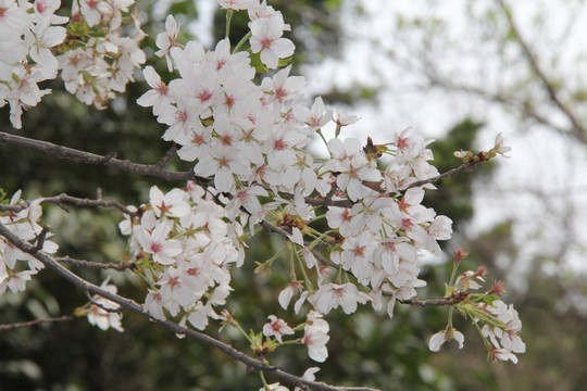 小樱花