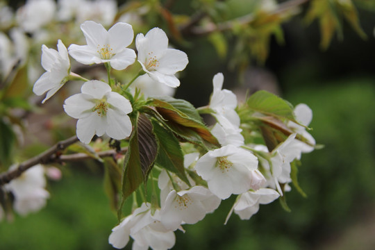 小樱花