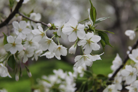 小樱花