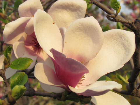 玉兰花