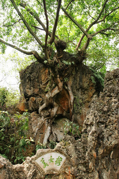 天星桥景区 美女榕