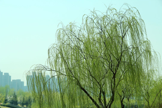 北京庆丰公园柳树