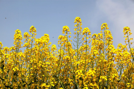 油菜花