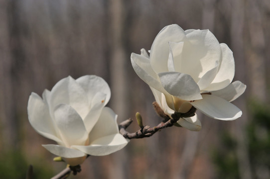 玉兰花
