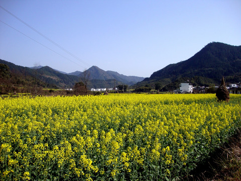 油菜花