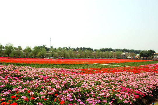 花海