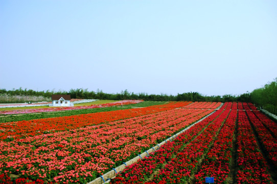 花海