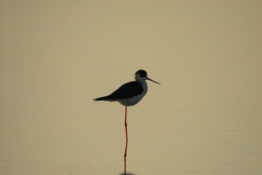 胡列也吐湿地 湖泊里的水鸟