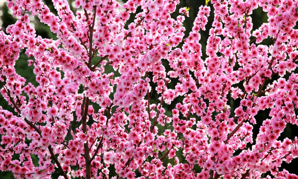 碧桃花