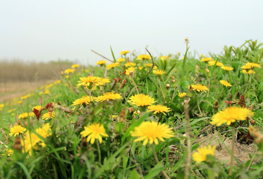 野菊