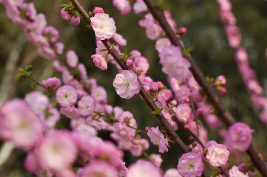 桃花