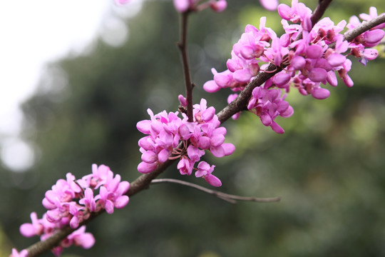 紫荆花