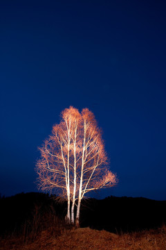 蓝夜 孤独的白桦树