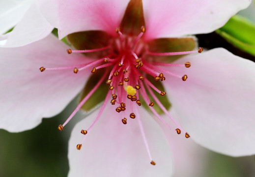 桃花