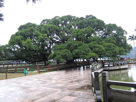 福州森林公园榕树王 福州图片 风景