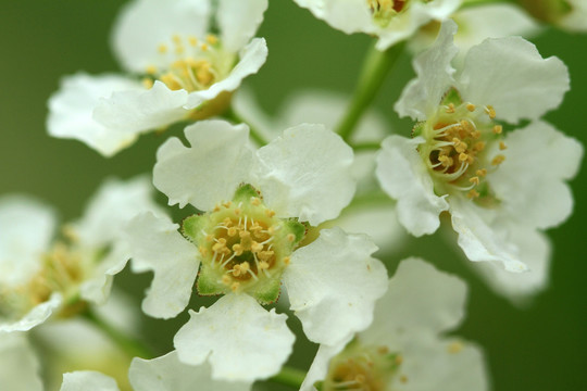 稠李子花