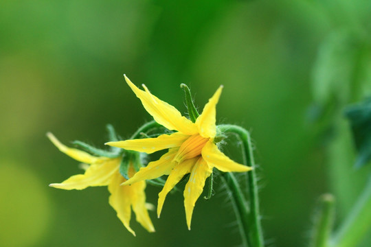 黄瓜花