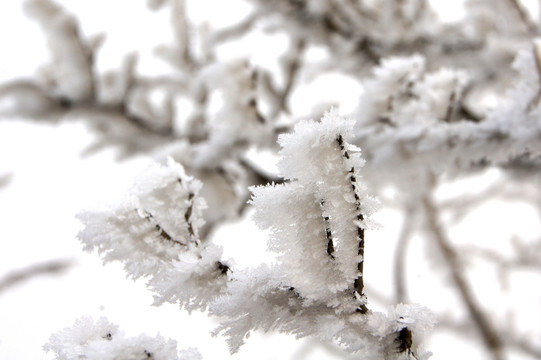 微距雪