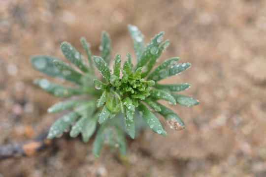 沙漠植被