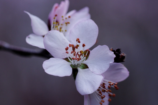 桃花特写