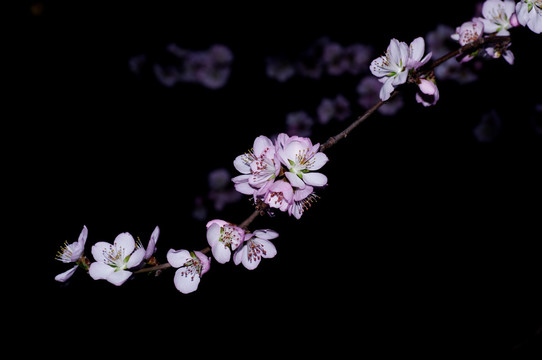 一枝桃花