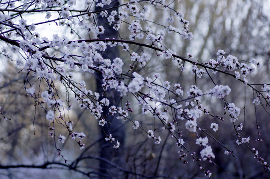 一树桃花