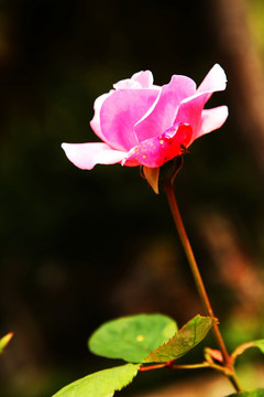 月季花