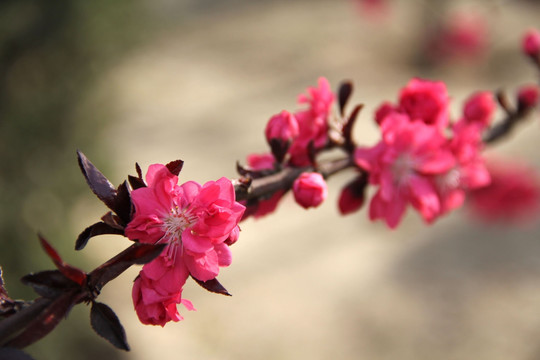 碧桃花