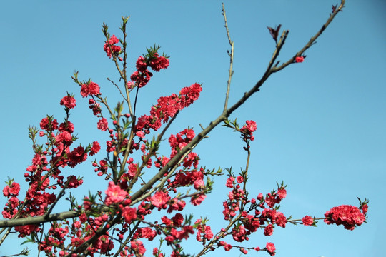 碧桃花