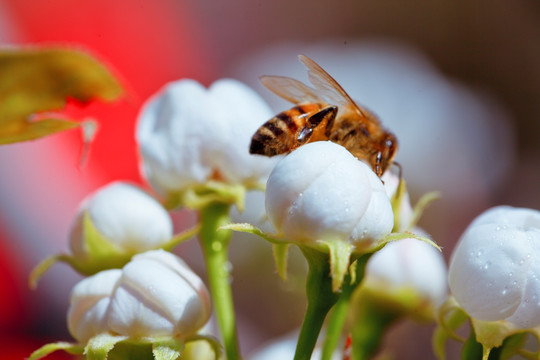 蜜蜂