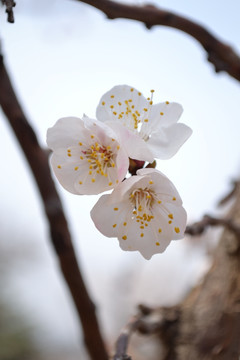 樱花 特写