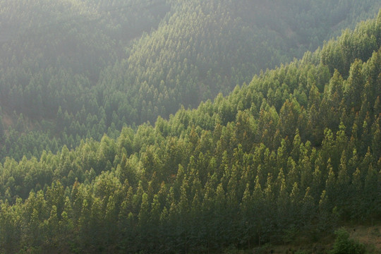 柳州 人工造林基地