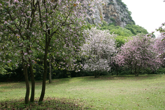 柳州龙潭风景区鲜花盛开