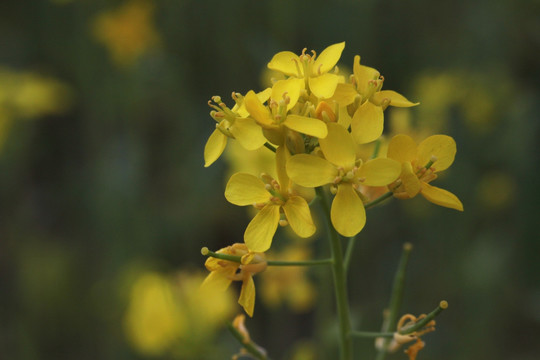 油菜