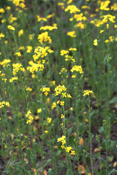 油菜