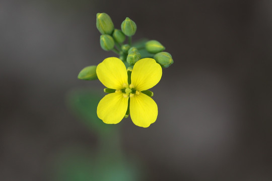 油菜