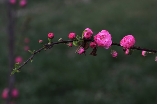 榆叶梅