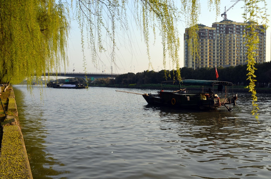 河边杨柳