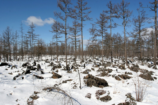 内蒙古阿尔山 石塘林