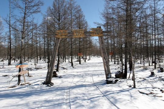 冰雪森林