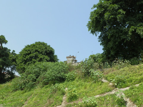 古榕