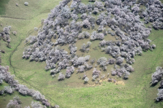 野杏