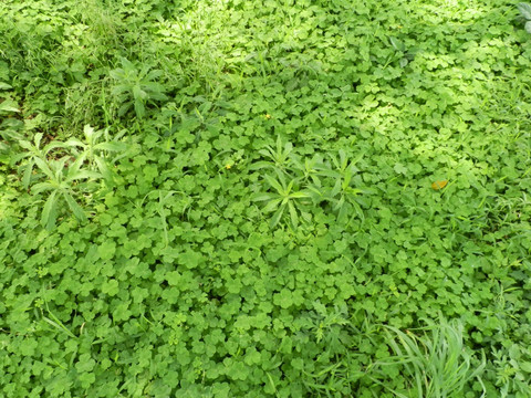 绿色植物背景