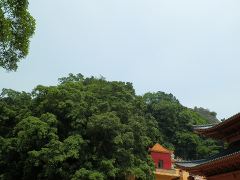 树木 榕树